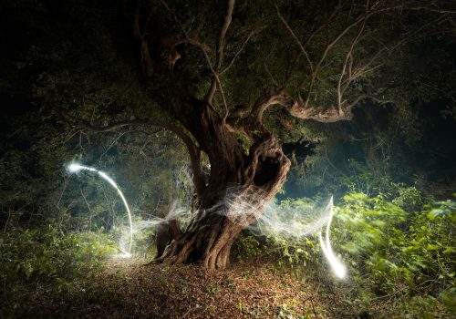 Gnarled tree at night surrounded by swirling drone light art trails and dense foliage, capturing the magic of nighttime landscape photography.