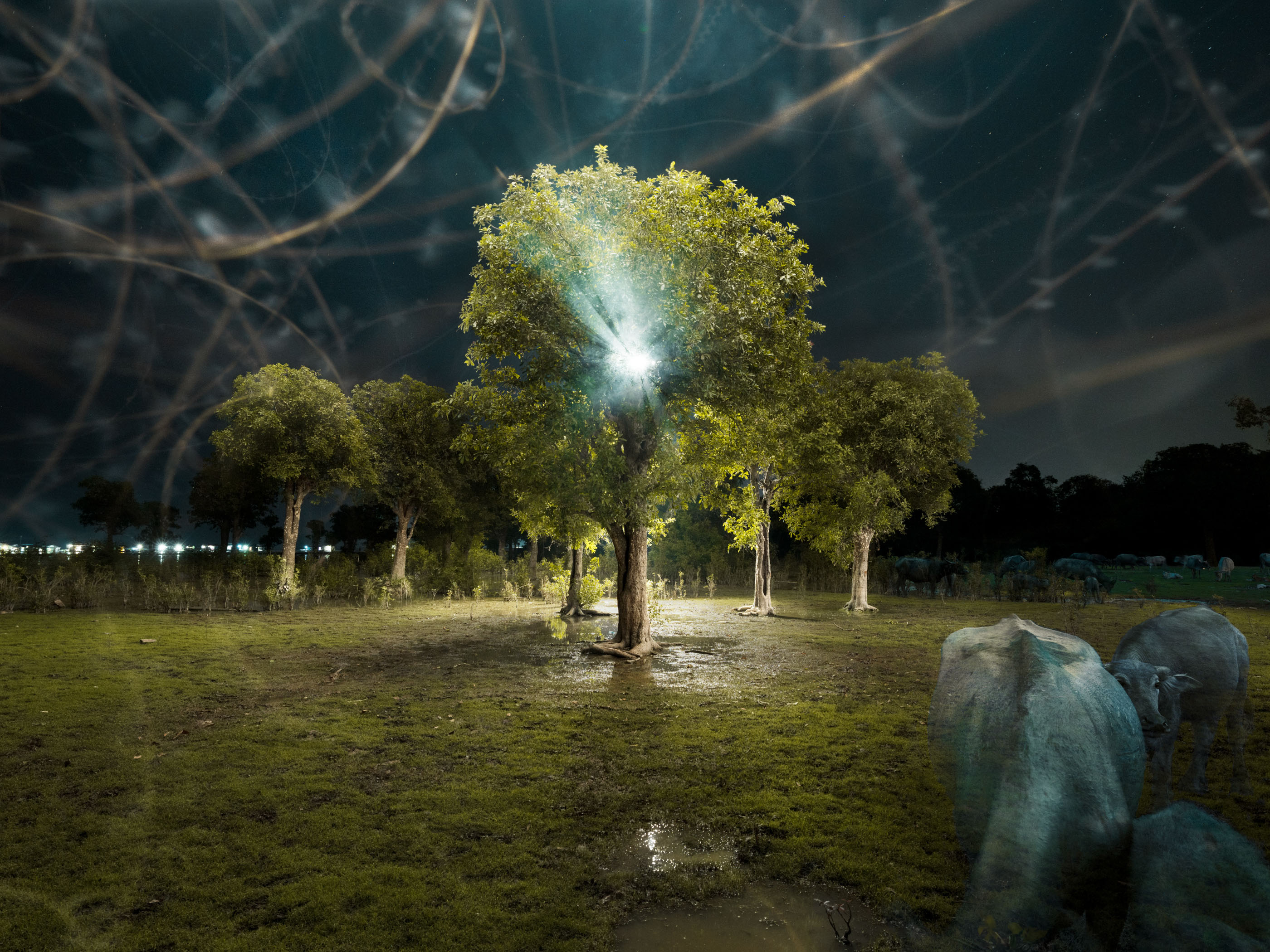 A tree glows under bright light at night, with cows grazing nearby and spider webs visible in the foreground, creating a scene reminiscent of drone light painting.
