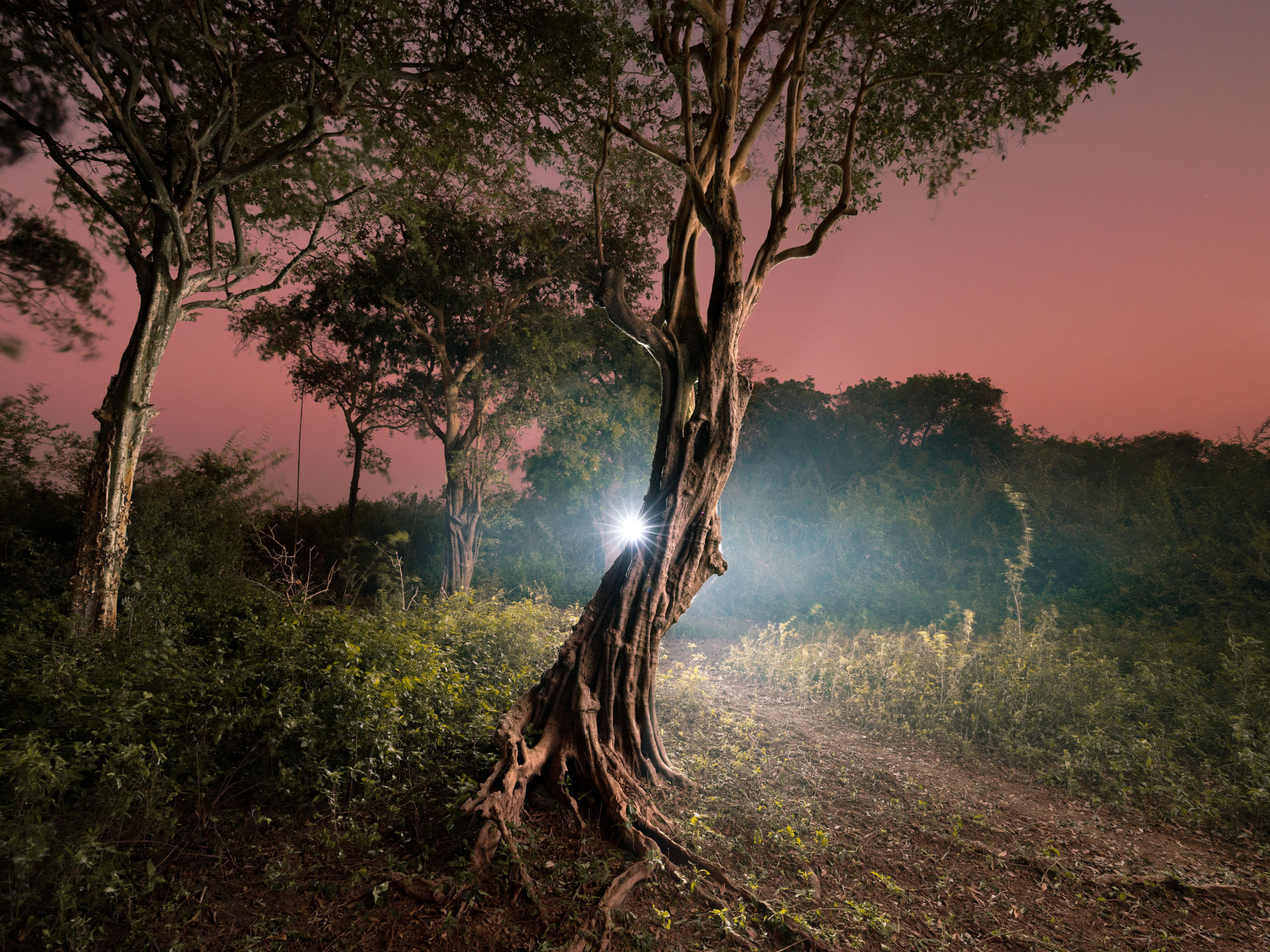 A bright drone light painting shines through a twisting tree in a forest at dusk, with a pink sky in the background.