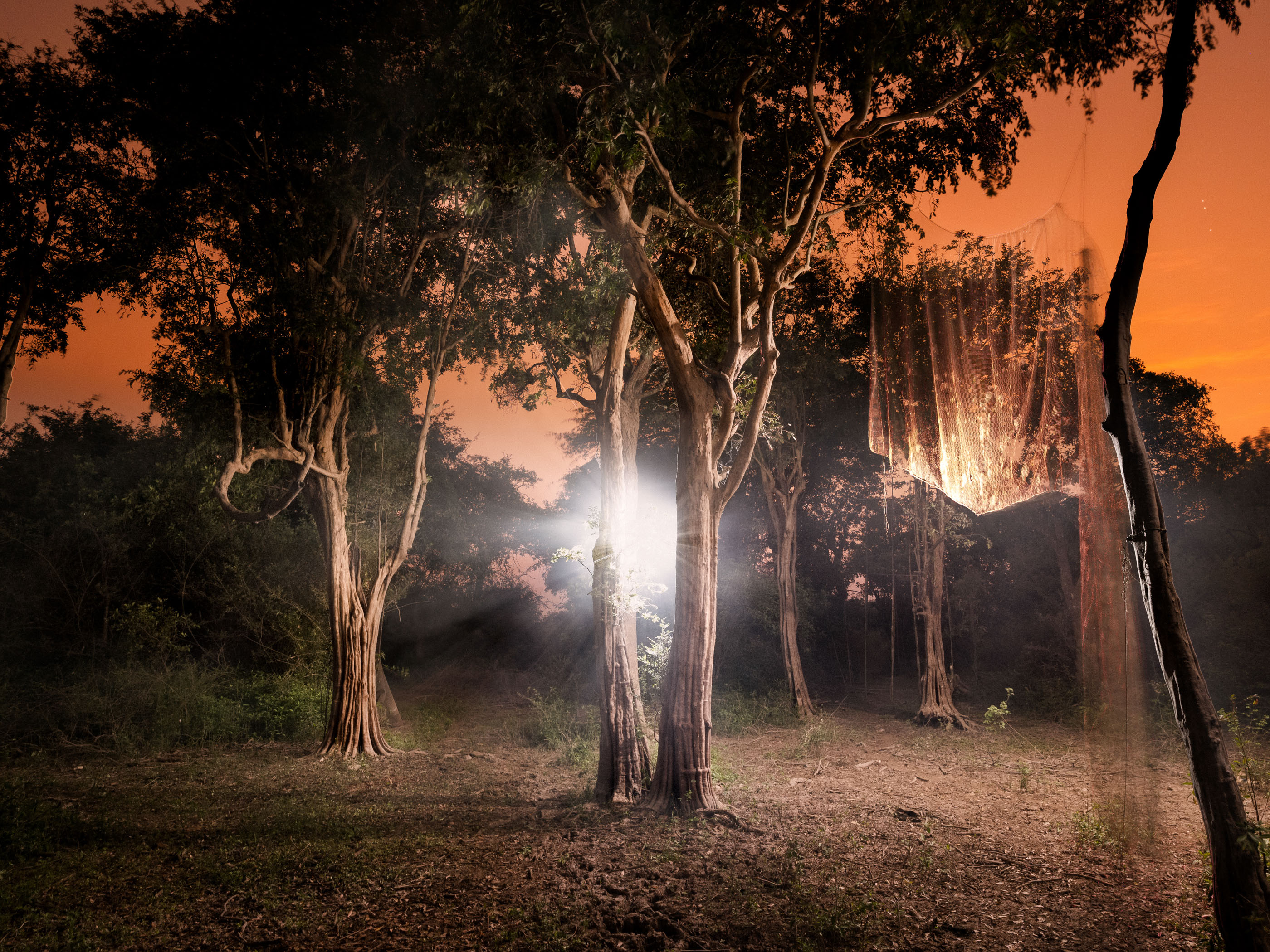 A glowing light shines through trees at dusk, with a large mesh net hanging among the branches—an ethereal scene reminiscent of a fine artist or photographer envisioning a futuristic forest installation.