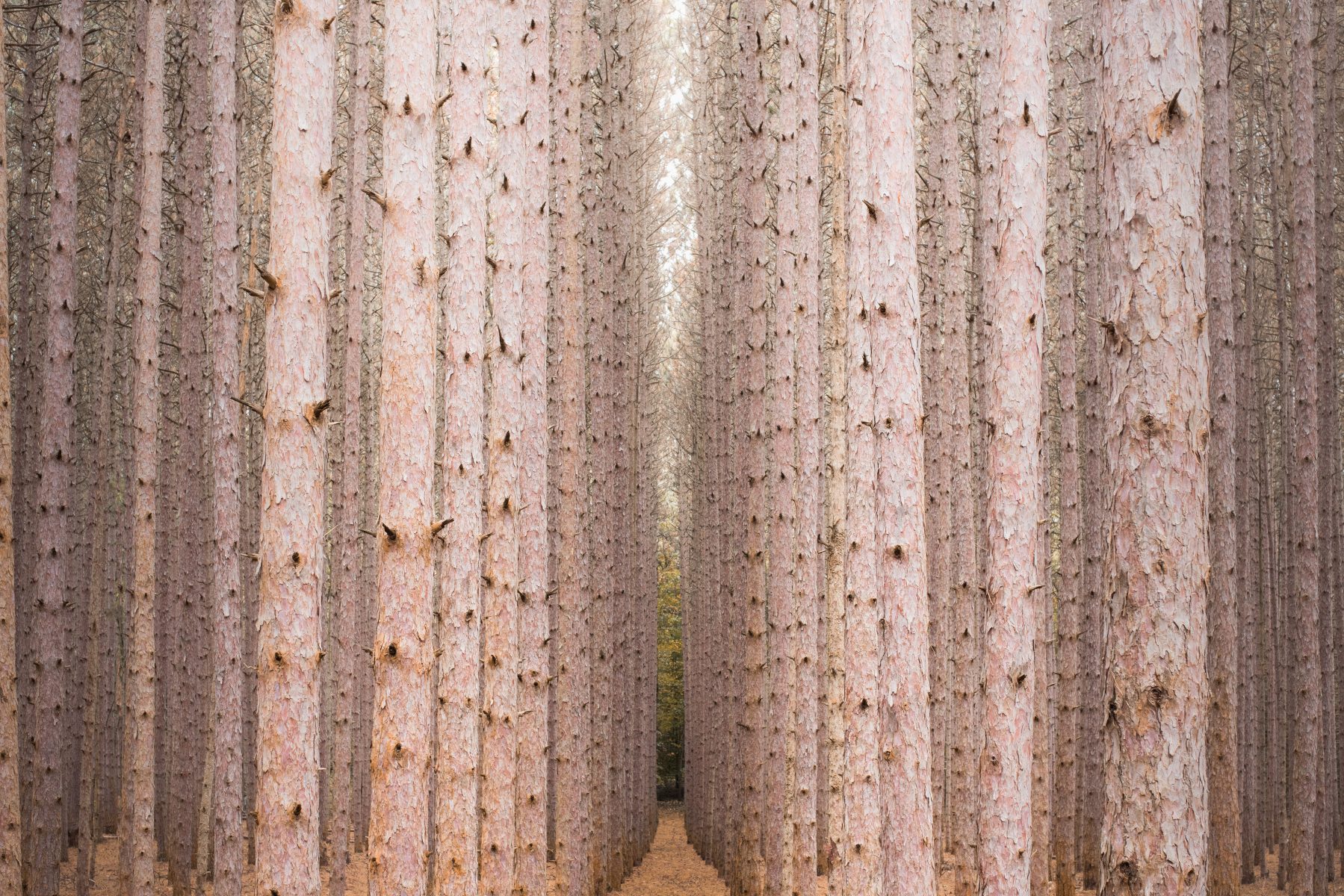 A symmetrical forest of tall, straight pine trees with textured bark, illuminated by futuristic drone light art, lines a narrow path in this captivating nighttime landscape photography scene.