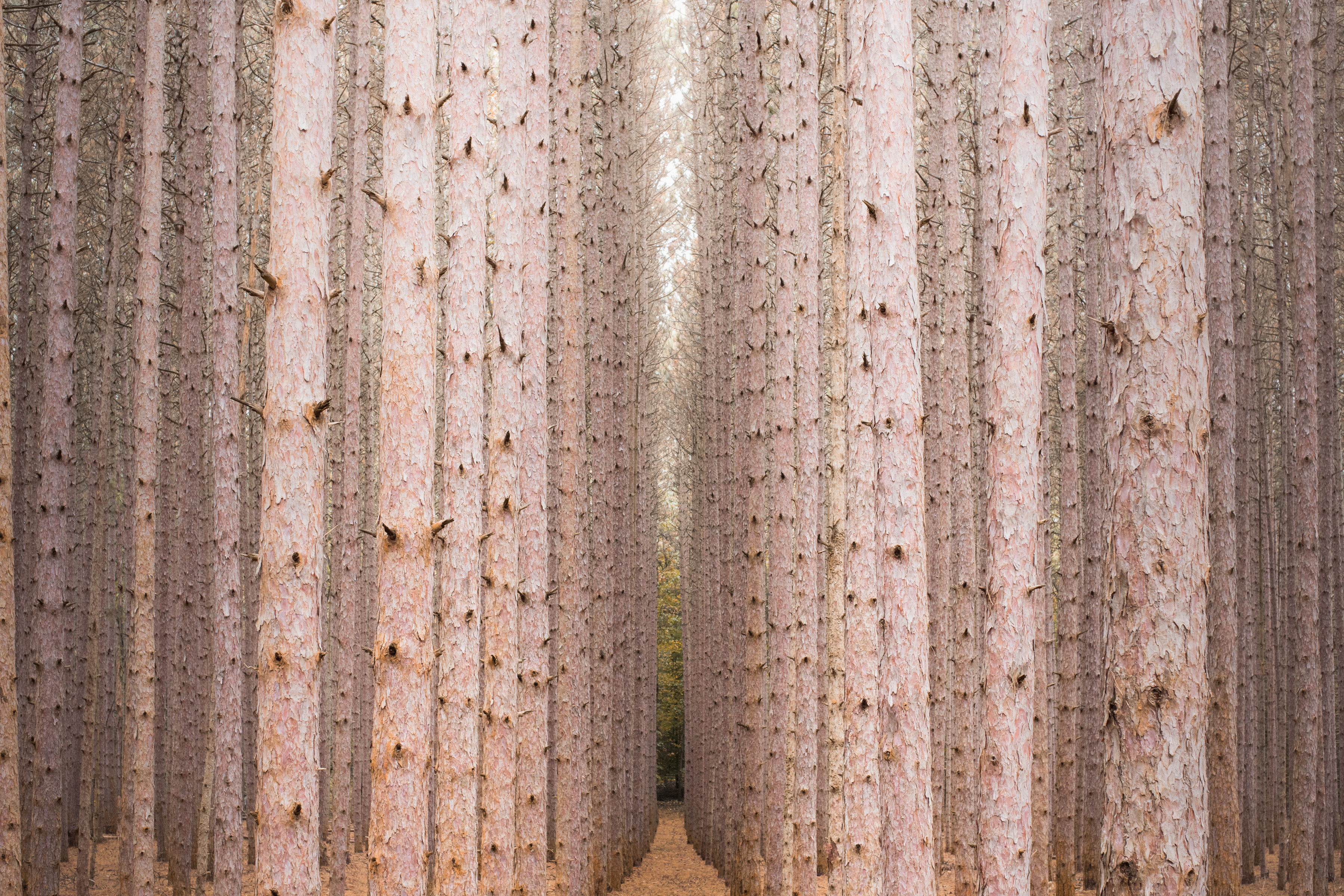 A symmetrical forest of tall, straight pine trees with textured bark, illuminated by futuristic drone light art, lines a narrow path in this captivating nighttime landscape photography scene.