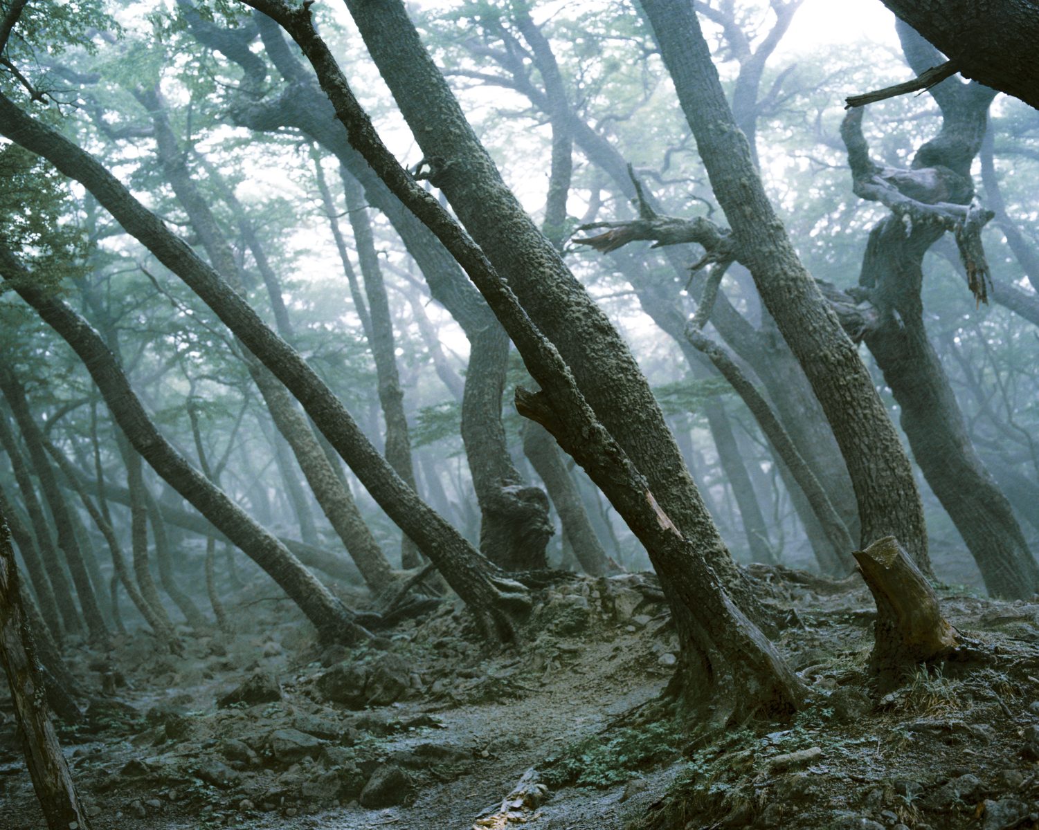 Dense, misty forest with tall, leaning trees and a rocky, uneven path winding through the woods—a photographer captures the scene as futuristic drone light painting illuminates the shadows.