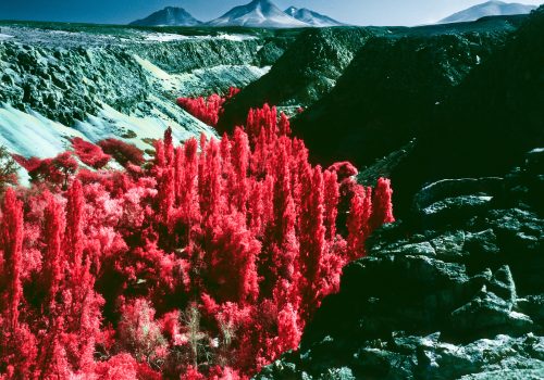 Bright red trees line a rocky canyon with mountains in the background under a blue sky, creating a scene perfect for nighttime landscape photography.