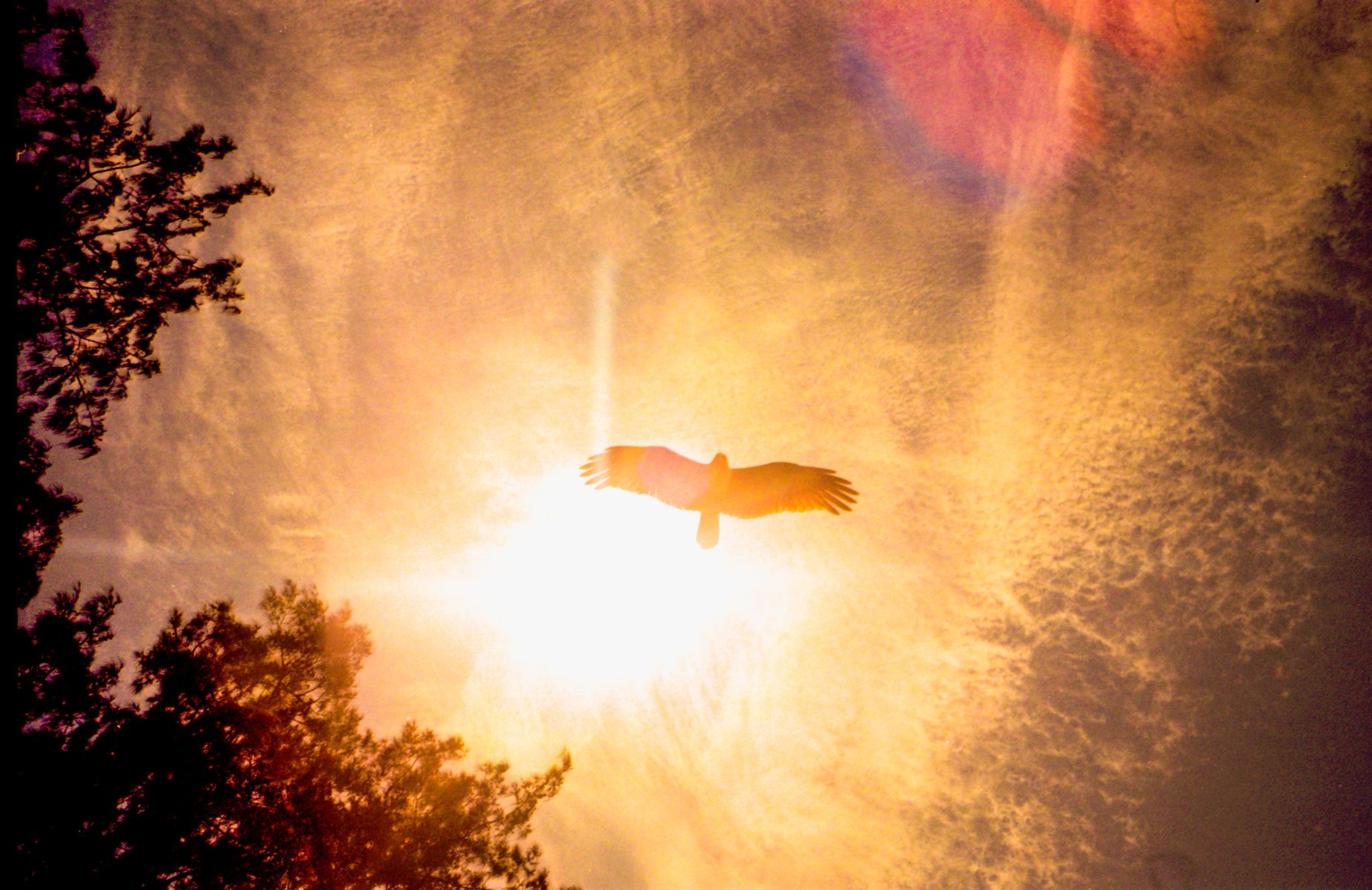 A bird soars in front of the bright sun, with tree silhouettes and a dramatic sky in the background, evoking the vision of a fine artist capturing fleeting beauty.