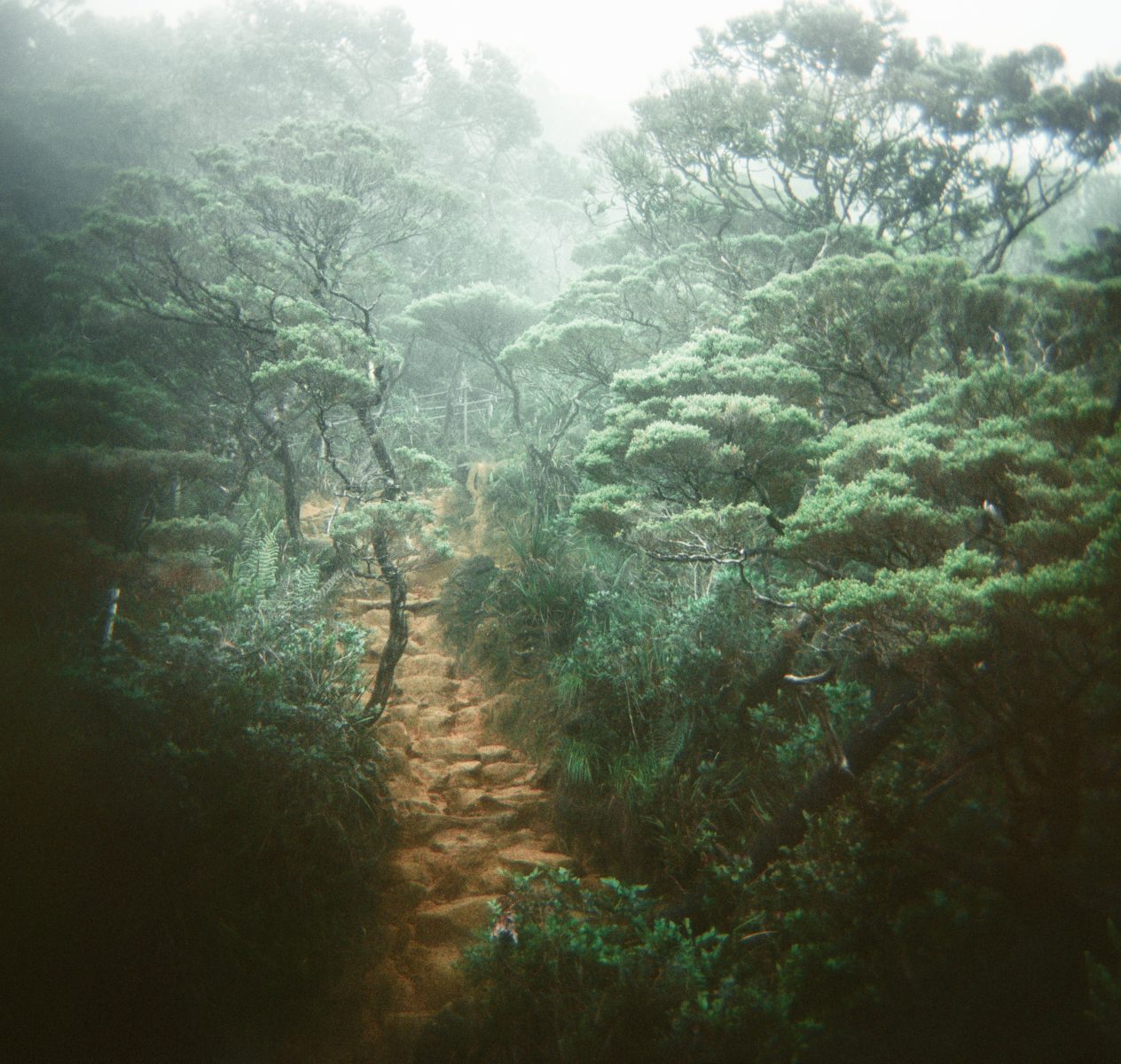 A misty forest trail winds uphill through dense, lush green trees and undergrowth, inviting the gaze of a fine artist inspired by nature's beauty.